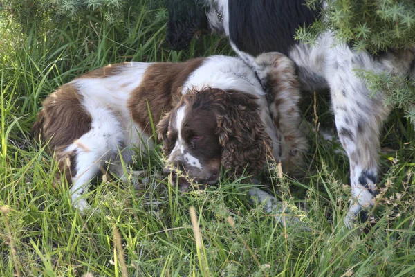 Preto Bronzeado Branco Marrom Springer Spaniel Cães Caça Floresta Foto — Fotografia de Stock