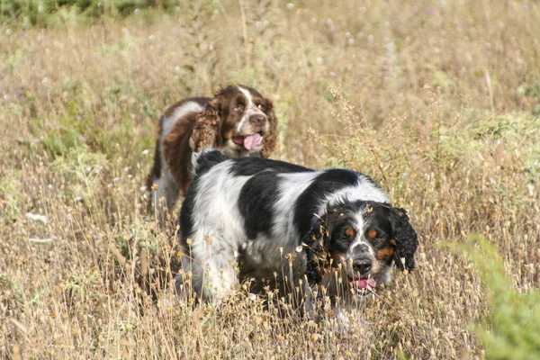 Nero Tan Bianco Marrone Springer Cani Caccia Spaniel Nel Bosco — Foto Stock