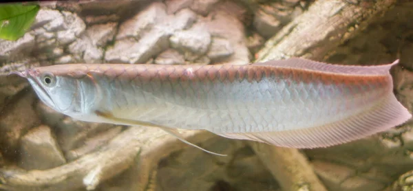 Osteoglossum Bicirrhosum Silver Arowana Sun Light Aquarium High Quality Photo — Stock Photo, Image