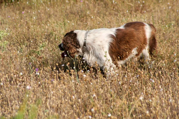 Springer Spaniel Marrom Cão Caça Floresta Foto Alta Qualidade — Fotografia de Stock