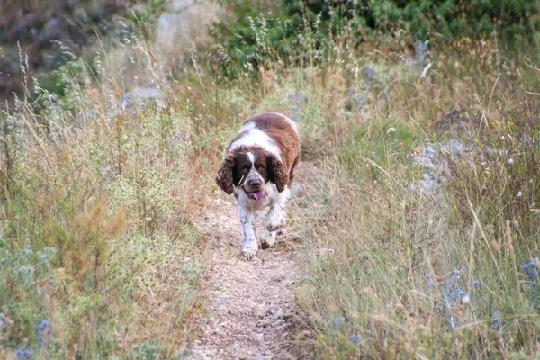 Cane Caccia Springer Spaniel Marrone Nel Bosco Foto Alta Qualità — Foto Stock