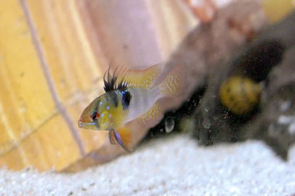 Mikrogeophagus Ramirezi Cichlid Anão Colorido Peixes Aquário Água Doce Foto — Fotografia de Stock