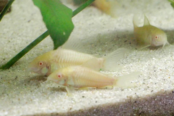 Güzel albino corydoras Corydoras akvaryumda bronz aeneus tatlı su balığı. Yüksek kalite fotoğraf
