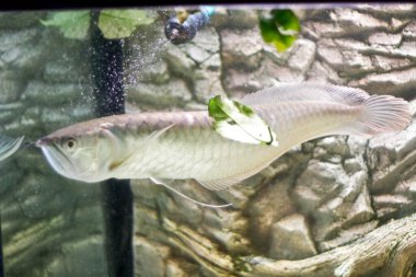 Osteoglossum bisiroz gümüş arowana güneş ışığı akvaryumunda. yüksek kaliteli fotoğraf