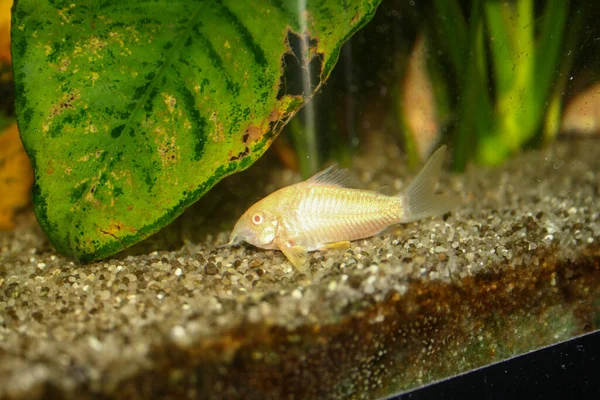 Bela Albino Corydoras Corydoras Bronze Aeneus Peixes Água Doce Aquário — Fotografia de Stock