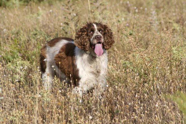 Springer Spaniel Marrón Perro Caza Bosque Foto Alta Calidad — Foto de Stock