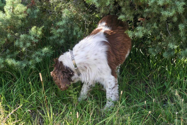 ブラウン スプリンガー スパニエル森の狩猟犬 高品質の写真 — ストック写真