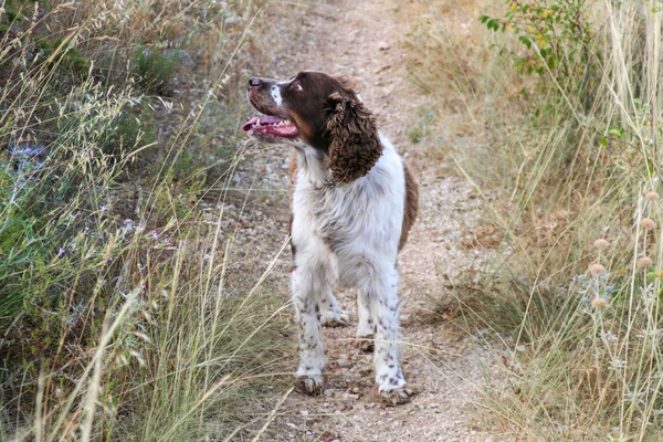 ブラウン スプリンガー スパニエル森の狩猟犬 高品質の写真 — ストック写真