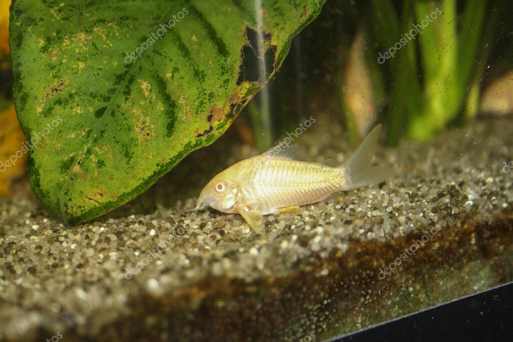 hermoso albino corydoras Corydoras bronce aeneus peces de agua dulce en