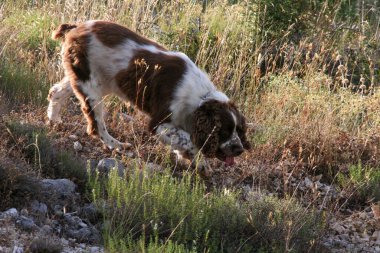 Kahverengi springer spanyel ormanda av köpeği. Yüksek kalite fotoğraf
