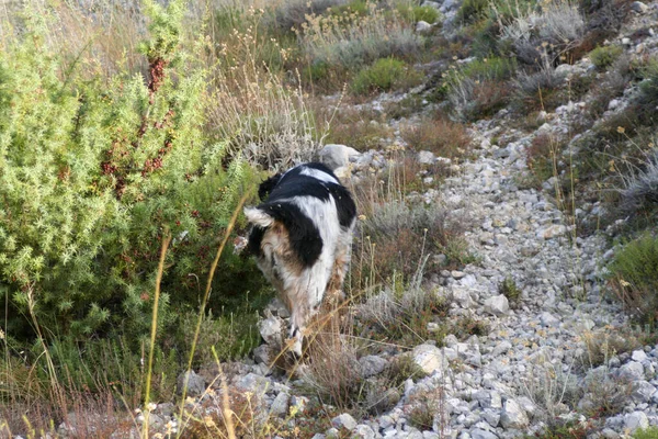 Черно Белый Загар Спрингер Спаниель Охотничий Пес Лесу Высокое Качество — стоковое фото