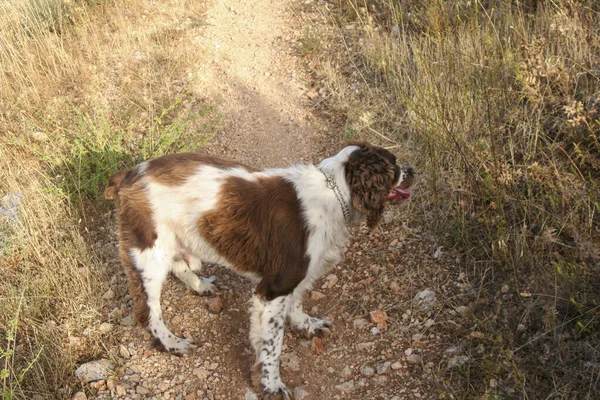 Коричневый Спрингер Спаниель Охотится Собаку Лесу Высокое Качество Фото — стоковое фото