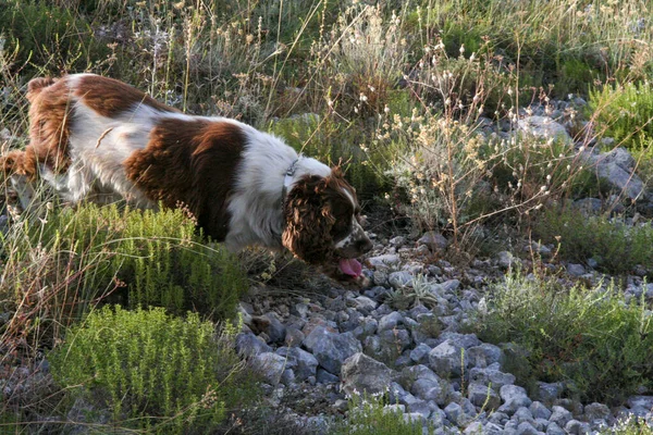 Коричневий Спринтер Спанієль Мисливський Собака Лісі Високоякісна Фотографія — стокове фото