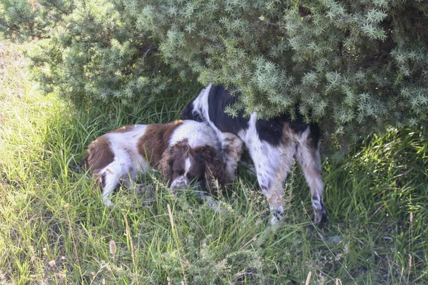 Черно Белый Коричневый Спрут Спаниель Охотничьими Собаками Руках Высокое Качество — стоковое фото