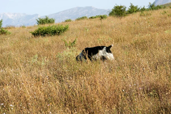 Noir Blanc Chien Chasse Épagneul Springer Bronzé Dans Les Bois — Photo