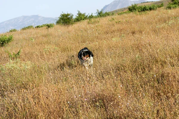 Черно Белый Загар Спрингер Спаниель Охотничий Пес Лесу Высокое Качество — стоковое фото