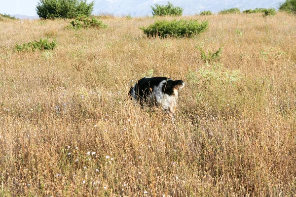 Preto Branco Castanho Springer Spaniel Cão Caça Floresta Foto Alta — Fotografia de Stock