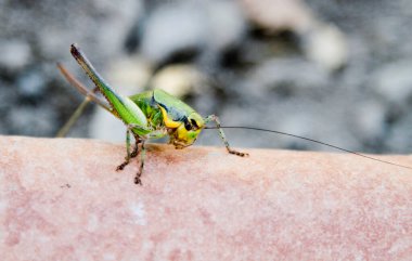Büyük yeşil çekirge fayansta. Yüksek kalite fotoğraf