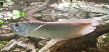 Osteoglossum bisiroz gümüş arowana güneş ışığı akvaryumunda. yüksek kaliteli fotoğraf