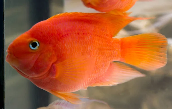 Papagaio Híbrido Vermelho Cichlid Aquário Foto Alta Qualidade — Fotografia de Stock