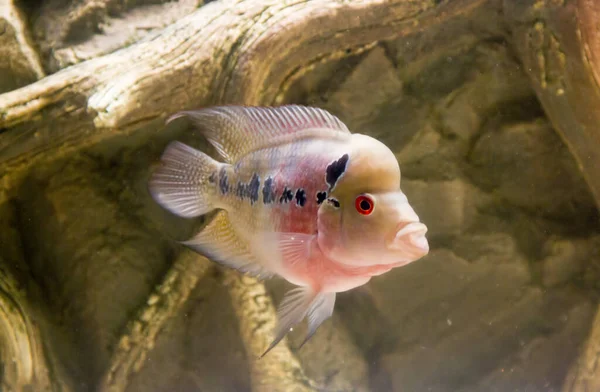 Bellissimo Corno Fiori Acqua Dolce Acquario Foto Alta Qualità — Foto Stock