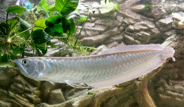 Osteoglossum Bicirrhosum Silver Arowana Słonecznym Akwarium Wysokiej Jakości Zdjęcie — Zdjęcie stockowe