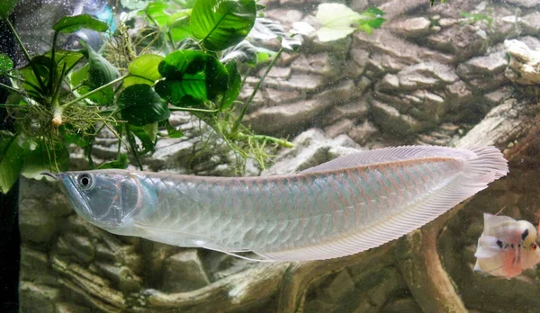 Osteoglossum Bisiroz Gümüş Arowana Güneş Işığı Akvaryumunda Yüksek Kaliteli Fotoğraf — Stok fotoğraf