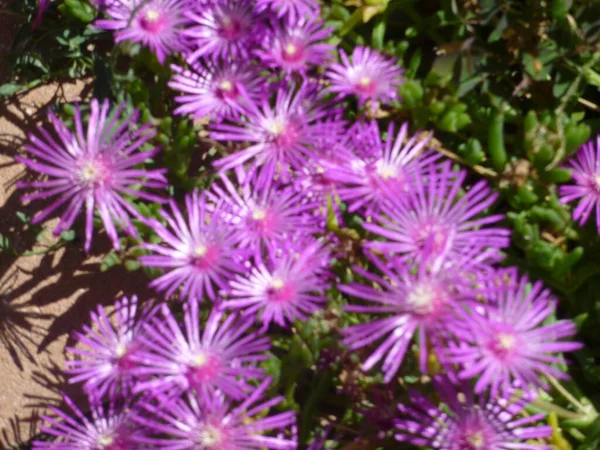 Close Zicht Een Ijsplant Delosperma Cooperi Roze Bloem Hoge Kwaliteit — Stockfoto