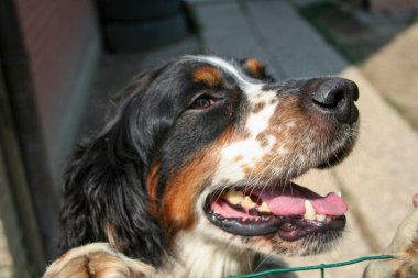 Siyah turuncu ve beyaz spanyel köpek portresi. Yüksek kalite fotoğraf