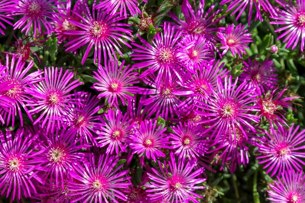 Delosperma Cooperi pembe çiçeğinin yakın görüntüsü. Yüksek kalite fotoğraf