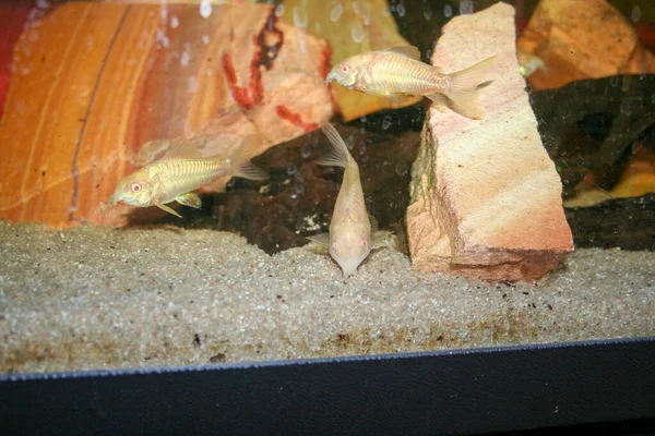 Красивый Альбинос Corydoras Corydoras Бронзовый Aeneus Пресноводных Рыб Аквариуме Высокое — стоковое фото