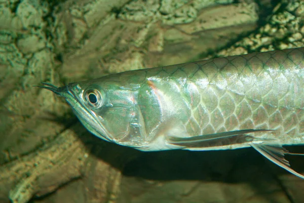 Osteoglossum Bicirrhosum Silver Arowana Sun Light Aquarium 고품질 — 스톡 사진