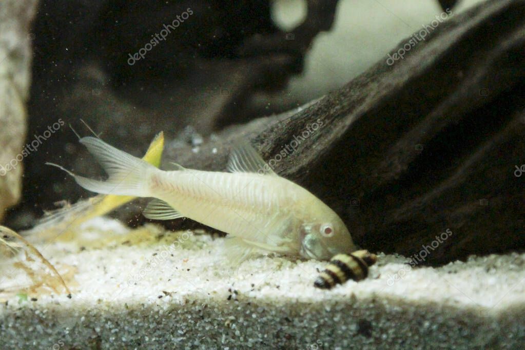 hermoso albino corydoras Corydoras bronce aeneus peces de agua dulce en