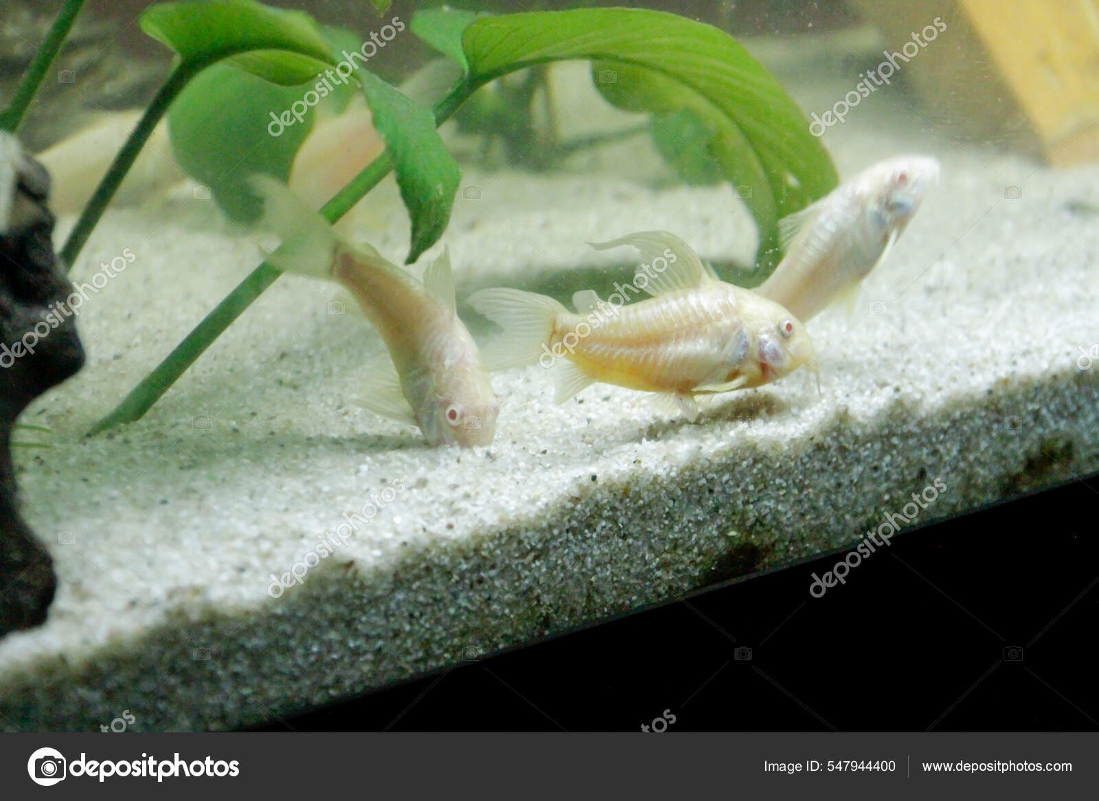Beautiful Albino Corydoras Corydoras Bronze Aeneus Freshwater Fish
