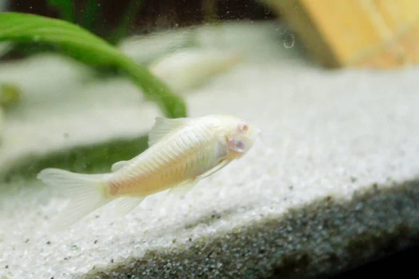 Gyönyörű Albínó Corydoras Corydoras Bronz Aeneus Édesvízi Hal Akváriumban Kiváló — Stock Fotó