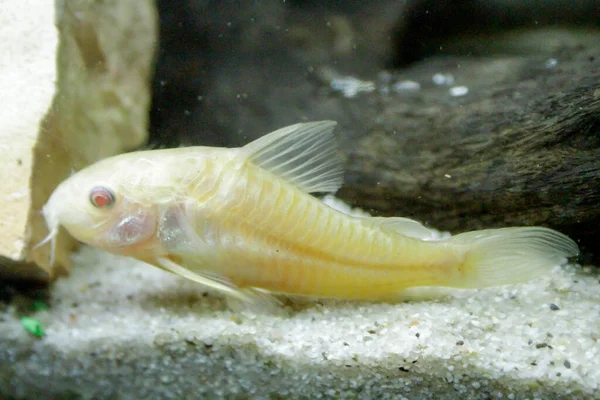 Schöne Albino Corydoras Corydoras Bronze Aeneus Süßwasserfische Aquarium Hochwertiges Foto — Stockfoto