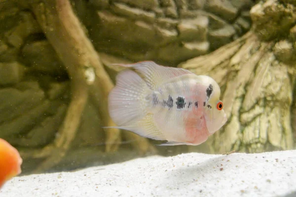 水族馆里美丽的淡水花角 高质量的照片 — 图库照片