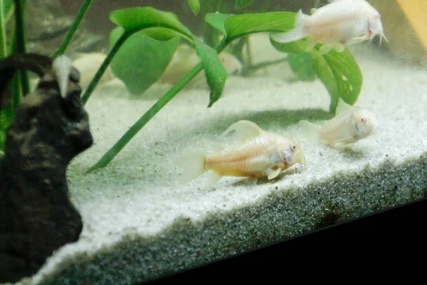 Bela Albino Corydoras Corydoras Bronze Aeneus Peixes Água Doce Aquário — Fotografia de Stock