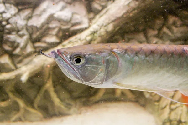 Osteoglossum Bicirrhosum Prata Arowana Aquário Luz Solar Foto Alta Qualidade — Fotografia de Stock