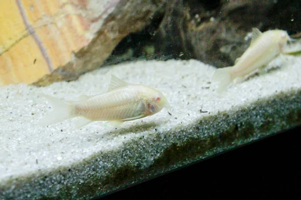 Bellissimo Albino Corydoras Corydoras Bronzo Aeneus Pesci Acqua Dolce Acquario — Foto Stock