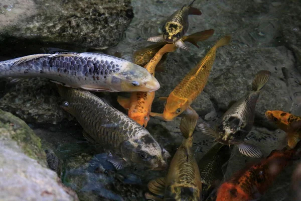 Anak Anak Bermain Dengan Ikan Koi Yang Berwarna Warni Dengan — Stok Foto