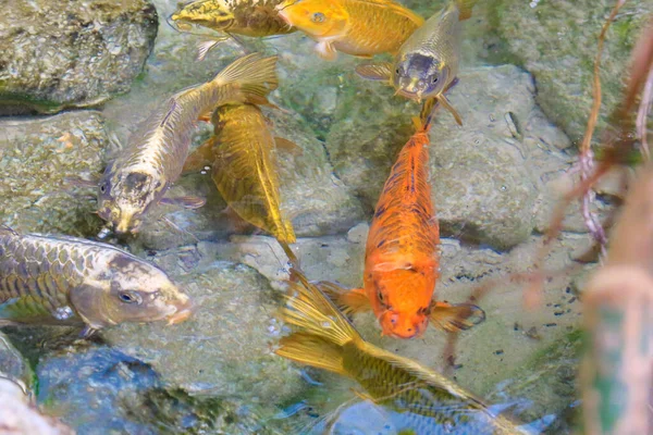 กเล บปลาคาร พโคอ นโดยการให อาหารด วยม ภาพถ ายค ณภาพส — ภาพถ่ายสต็อก