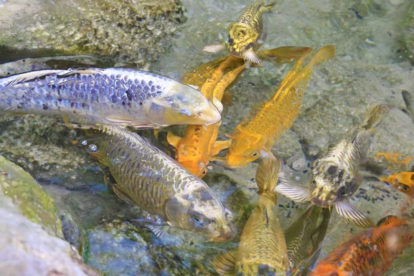 Anak Anak Bermain Dengan Ikan Koi Yang Berwarna Warni Dengan — Stok Foto