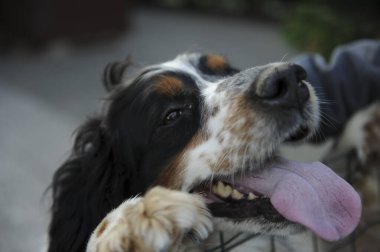 Siyah ve turuncu spanyel avcı köpek kafası. Yüksek kalite fotoğraf