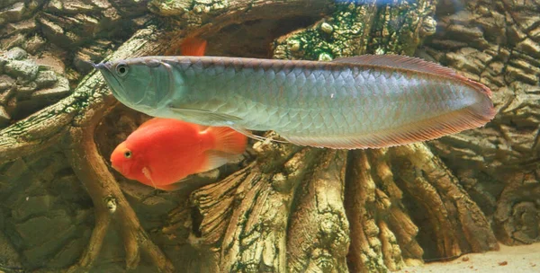 Osteoglossum Bisiroz Gümüş Arowana Güneş Işığı Akvaryumunda Yüksek Kaliteli Fotoğraf — Stok fotoğraf