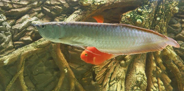 Osteoglossum Bicirrhosum Silver Arowana Dans Aquarium Ensoleillé Photo Haute Qualité — Photo