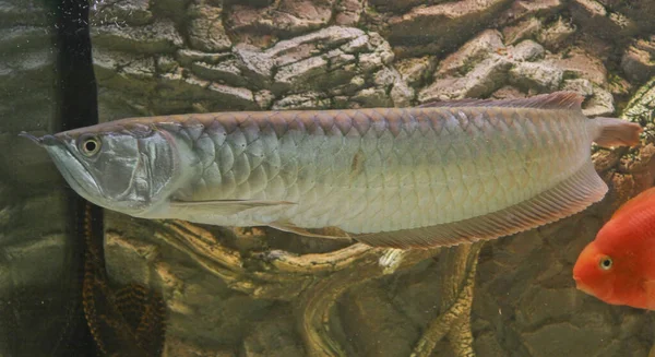 Osteoglossum Bicirrhosum Ezüst Arowana Napfény Akváriumban Kiváló Minőségű Fénykép — Stock Fotó