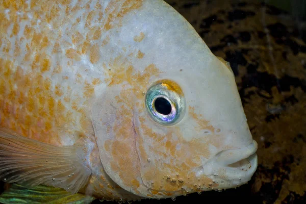 Akvaryumdaki albino Amatitlania nigrofasciata afrika cichlid. Yüksek kalite fotoğraf