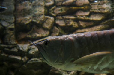 Osteoglossum bisiroz gümüş arowana güneş ışığı akvaryumunda. yüksek kaliteli fotoğraf
