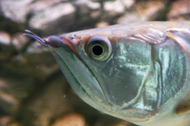 Osteoglossum bisiroz gümüş arowana güneş ışığı akvaryumunda. yüksek kaliteli fotoğraf